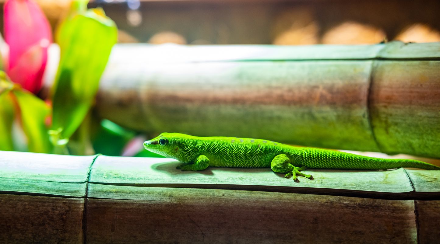 Le gecko de Madagascar Phelsuma grandis Nausicaa — free download
